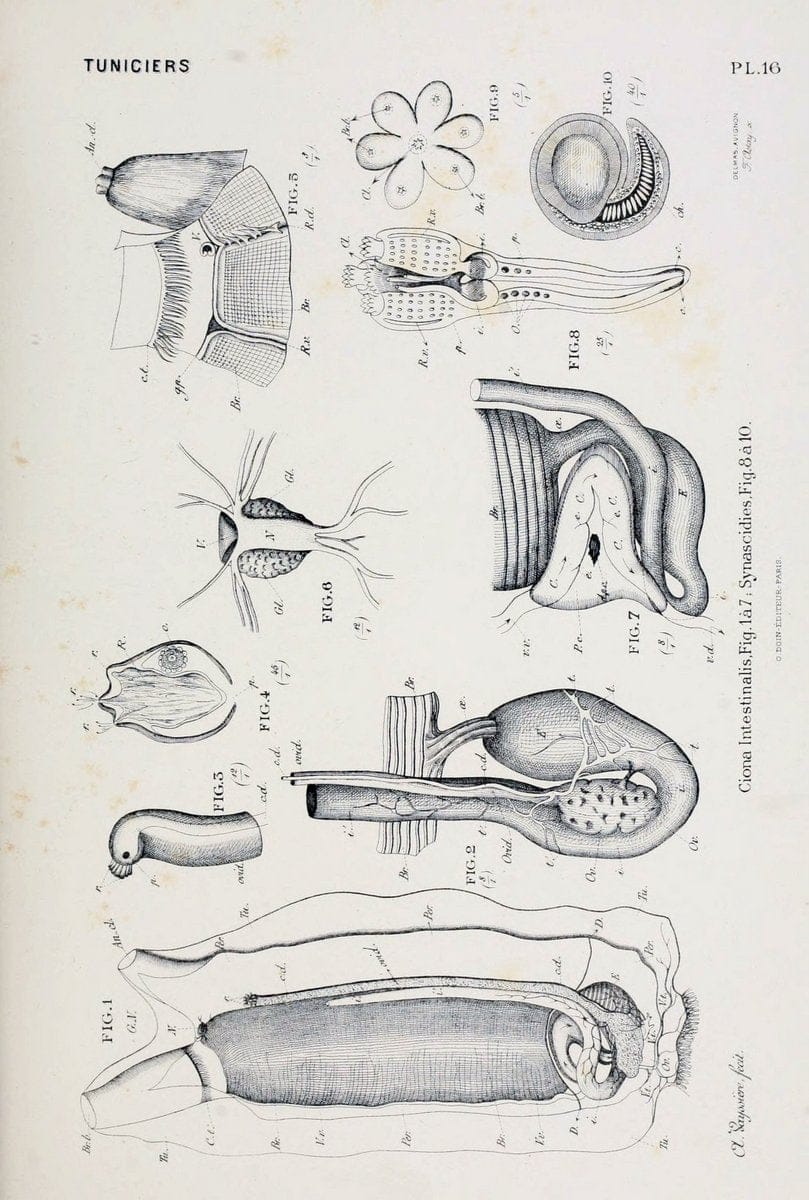D. Marcus Elieser Bloch's, ausÃ¼benden Arztes zu Berlin .  Oeconomische Naturgeschichte der Fische Deutschlands . .Berlin :Auf Kosten des Verfassers | Vintage Print Reproduction 458399