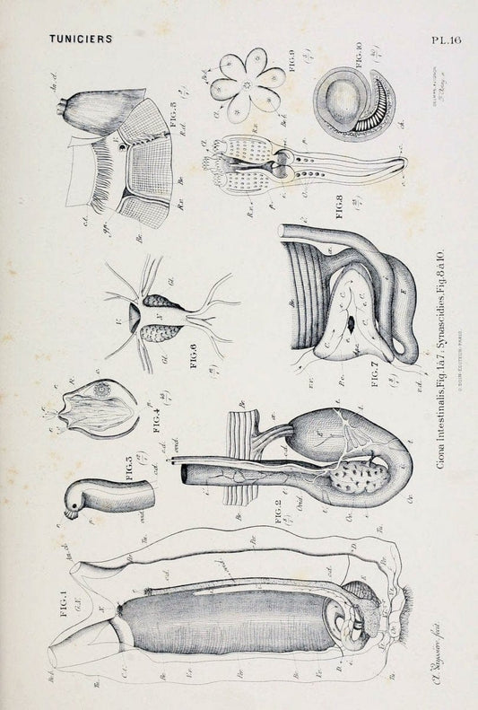 D. Marcus Elieser Bloch's, ausÃ¼benden Arztes zu Berlin .  Oeconomische Naturgeschichte der Fische Deutschlands . .Berlin :Auf Kosten des Verfassers | Vintage Print Reproduction 458399