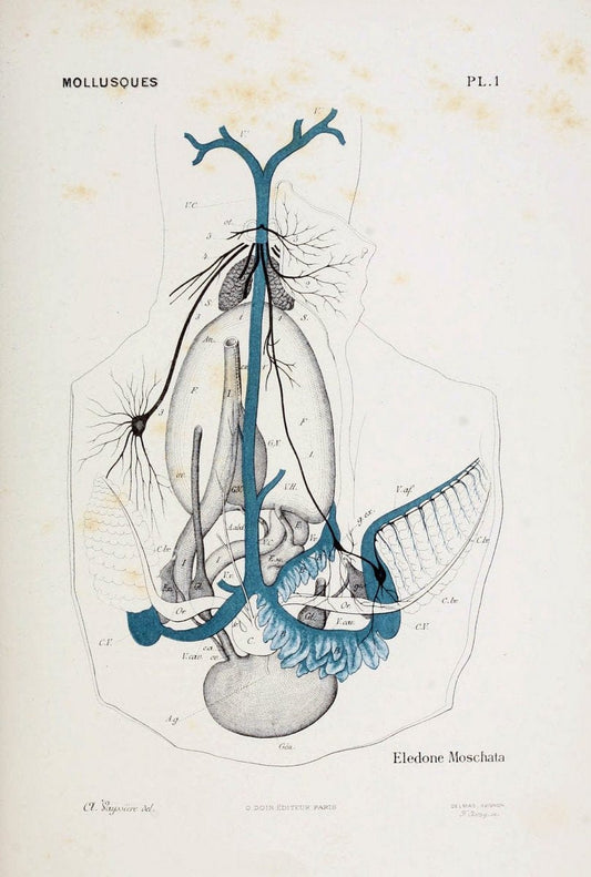 Atlas d'anatomie comparÃ©e des invertÃ©brÃ©s /.Paris :Doin,1890.  | Vintage Print Reproduction 458400