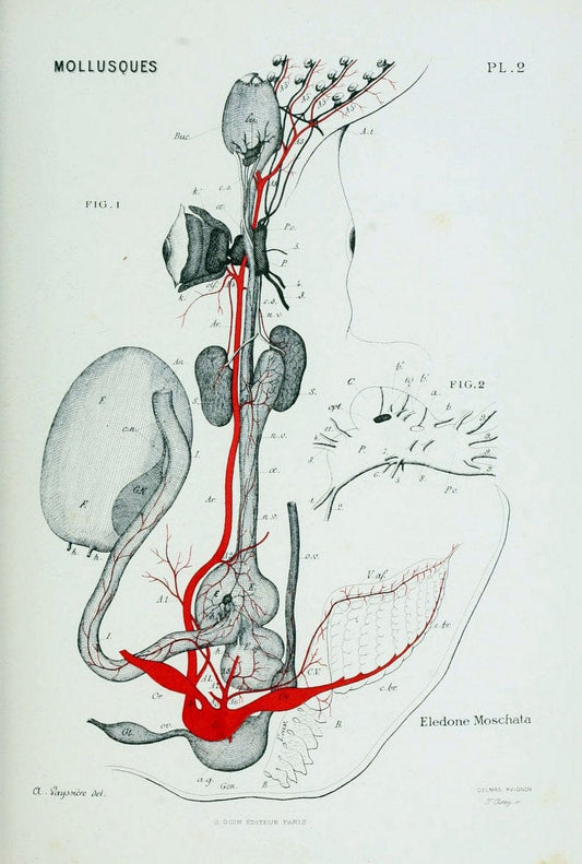 Atlas d'anatomie comparÃ©e des invertÃ©brÃ©s /.Paris :Doin,1890.  | Vintage Print Reproduction 458401