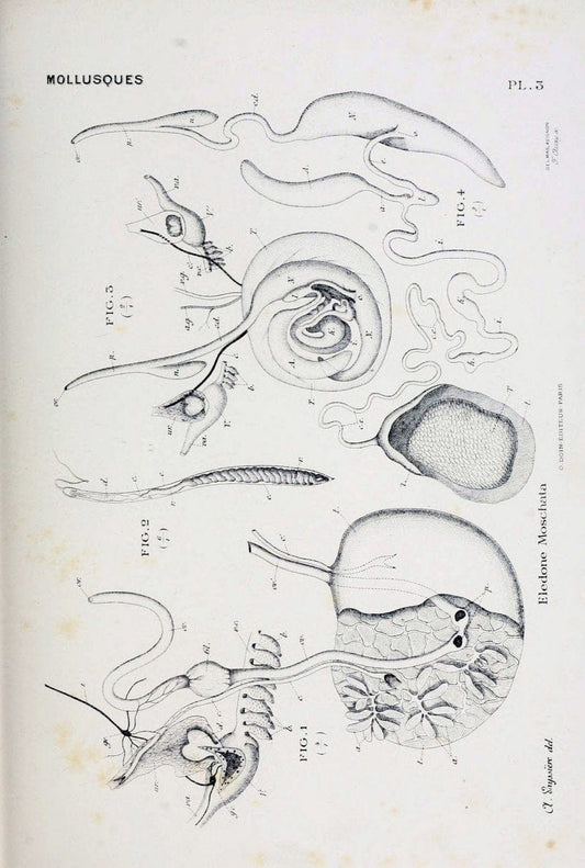 Atlas d'anatomie comparÃ©e des invertÃ©brÃ©s /.Paris :Doin,1890.  | Vintage Print Reproduction 458402