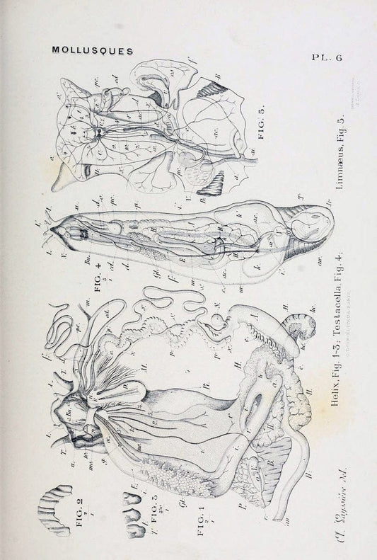 Atlas d'anatomie comparÃ©e des invertÃ©brÃ©s /.Paris :Doin,1890.  | Vintage Print Reproduction 458404