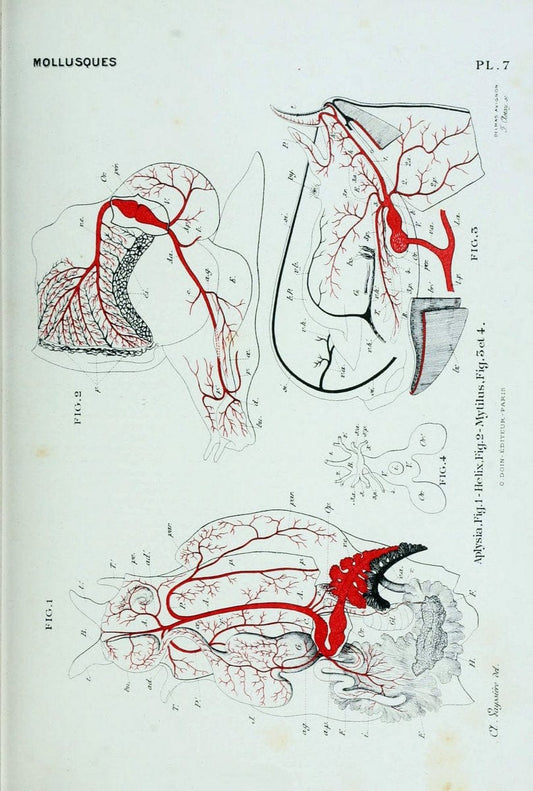 Atlas d'anatomie comparÃ©e des invertÃ©brÃ©s /.Paris :Doin,1890.  | Vintage Print Reproduction 458405