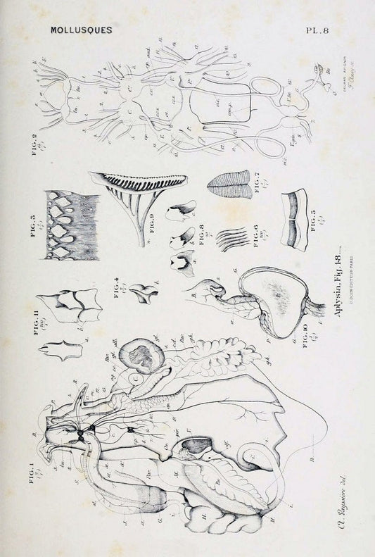 Atlas d'anatomie comparÃ©e des invertÃ©brÃ©s /.Paris :Doin,1890.  | Vintage Print Reproduction 458406