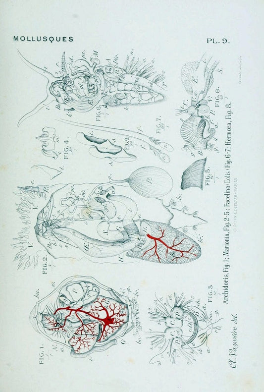 Atlas d'anatomie comparÃ©e des invertÃ©brÃ©s /.Paris :Doin,1890.  | Vintage Print Reproduction 458407