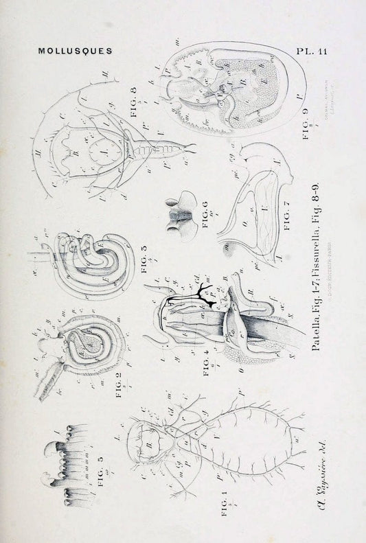Atlas d'anatomie comparÃ©e des invertÃ©brÃ©s /.Paris :Doin,1890.  | Vintage Print Reproduction 458409