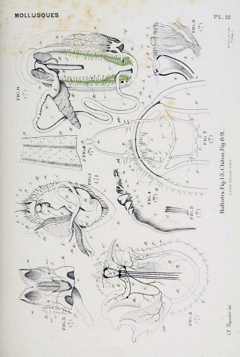Atlas d'anatomie comparÃ©e des invertÃ©brÃ©s /.Paris :Doin,1890.  | Vintage Print Reproduction 458410