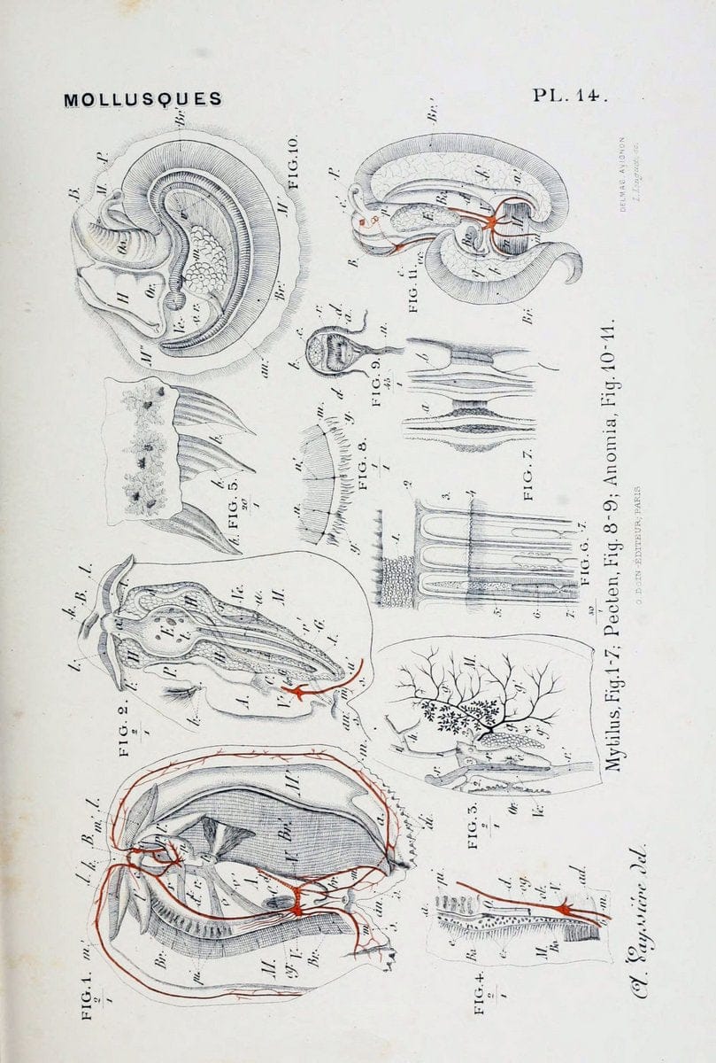 Atlas d'anatomie comparÃ©e des invertÃ©brÃ©s /.Paris :Doin,1890.  | Vintage Print Reproduction 458412