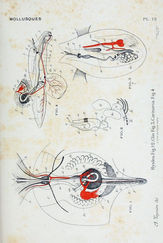 Atlas d'anatomie comparÃ©e des invertÃ©brÃ©s /.Paris :Doin,1890.  | Vintage Print Reproduction 458413