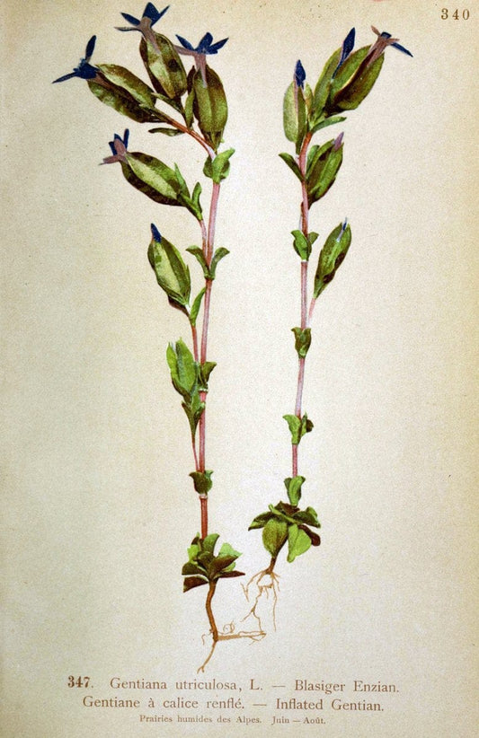 Atlas de la flora alpine 4.GenÃ¨ve,Georg & Co.,1899. | "Mountain plants" Plants Switzerland  | Vintage Print Reproduction 458414