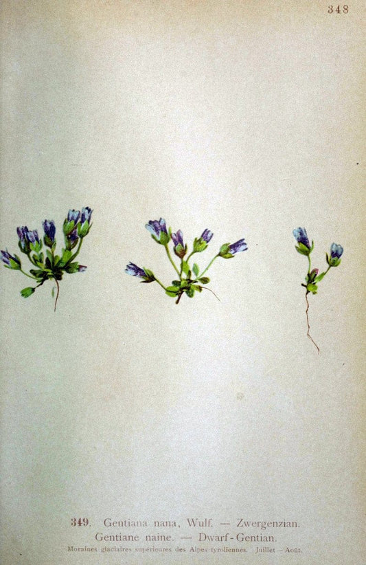 Atlas de la flora alpine 4.GenÃ¨ve,Georg & Co.,1899. | "Mountain plants" Plants Switzerland  | Vintage Print Reproduction 458416