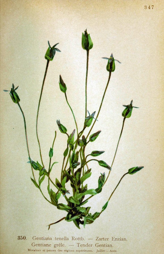 Atlas de la flora alpine 4.GenÃ¨ve,Georg & Co.,1899. | "Mountain plants" Plants Switzerland  | Vintage Print Reproduction 458417
