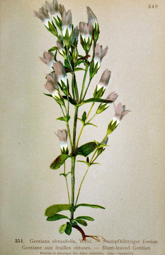 Atlas de la flora alpine 4.GenÃ¨ve,Georg & Co.,1899. | "Mountain plants" Plants Switzerland  | Vintage Print Reproduction 458418