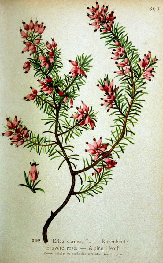 Atlas de la flora alpine 4.GenÃ¨ve,Georg & Co.,1899. | "Mountain plants" Plants Switzerland  | Vintage Print Reproduction 458419