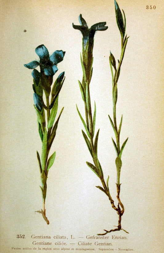 Atlas de la flora alpine 4.GenÃ¨ve,Georg & Co.,1899. | "Mountain plants" Plants Switzerland  | Vintage Print Reproduction 458420