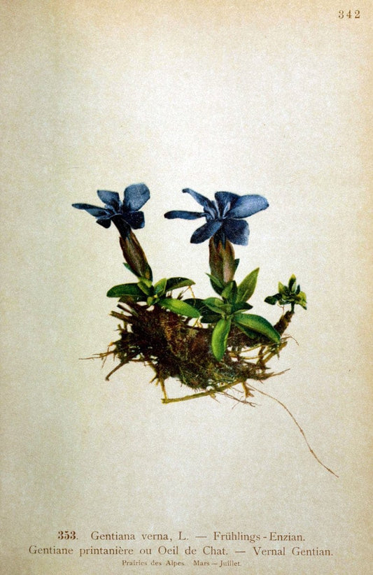 Atlas de la flora alpine 4.GenÃ¨ve,Georg & Co.,1899. | "Mountain plants" Plants Switzerland  | Vintage Print Reproduction 458421