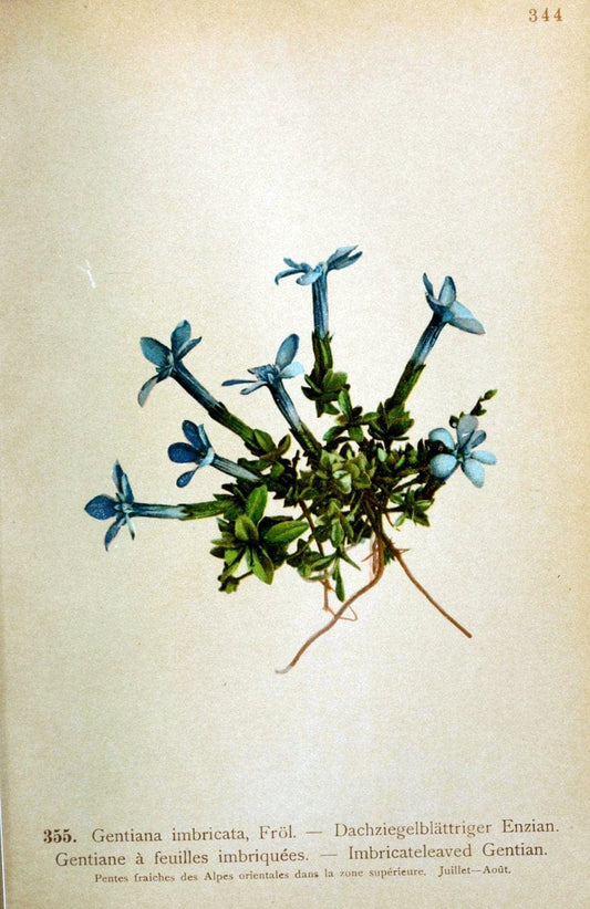 Atlas de la flora alpine 4.GenÃ¨ve,Georg & Co.,1899. | "Mountain plants" Plants Switzerland  | Vintage Print Reproduction 458423