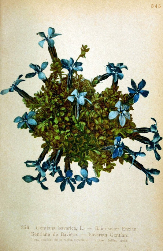 Atlas de la flora alpine 4.GenÃ¨ve,Georg & Co.,1899. | "Mountain plants" Plants Switzerland  | Vintage Print Reproduction 458424