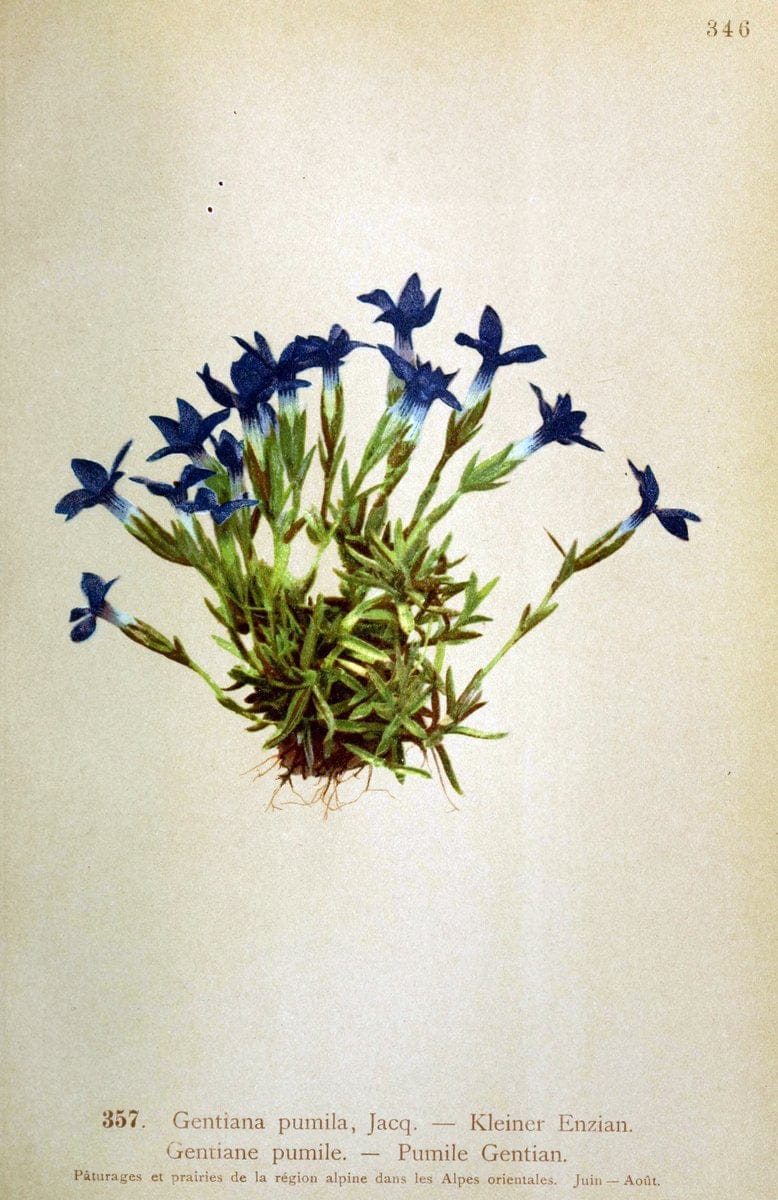 Atlas de la flora alpine 4.GenÃ¨ve,Georg & Co.,1899. | "Mountain plants" Plants Switzerland  | Vintage Print Reproduction 458425