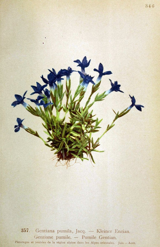Atlas de la flora alpine 4.GenÃ¨ve,Georg & Co.,1899. | "Mountain plants" Plants Switzerland  | Vintage Print Reproduction 458425
