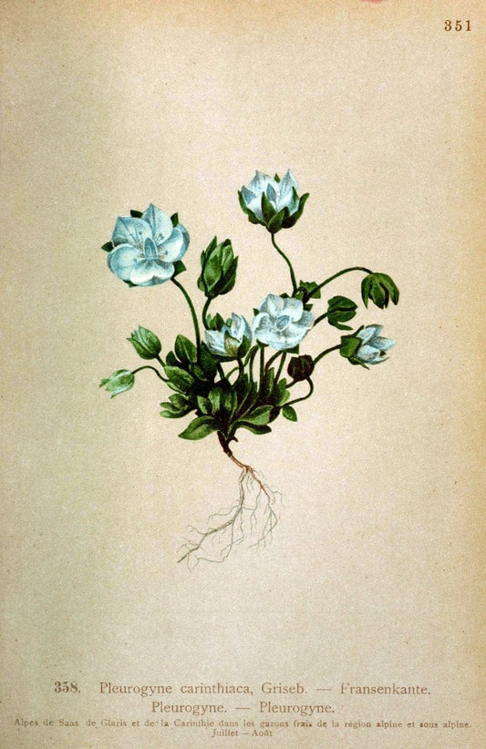 Atlas de la flora alpine 4.GenÃ¨ve,Georg & Co.,1899. | "Mountain plants" Plants Switzerland  | Vintage Print Reproduction 458426