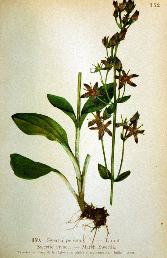Atlas de la flora alpine 4.GenÃ¨ve,Georg & Co.,1899. | "Mountain plants" Plants Switzerland  | Vintage Print Reproduction 458427