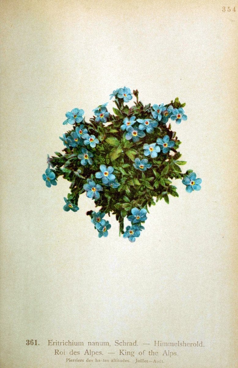 Atlas de la flora alpine 4.GenÃ¨ve,Georg & Co.,1899. | "Mountain plants" Plants Switzerland  | Vintage Print Reproduction 458429