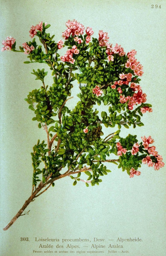 Atlas de la flora alpine 4.GenÃ¨ve,Georg & Co.,1899. | "Mountain plants" Plants Switzerland  | Vintage Print Reproduction 458430