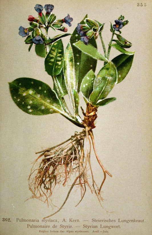 Atlas de la flora alpine 4.GenÃ¨ve,Georg & Co.,1899. | "Mountain plants" Plants Switzerland  | Vintage Print Reproduction 458431
