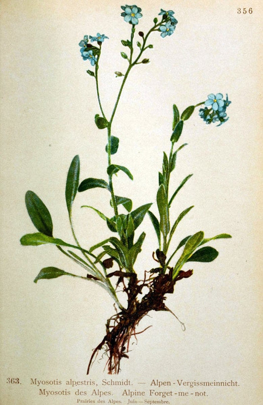 Atlas de la flora alpine 4.GenÃ¨ve,Georg & Co.,1899. | "Mountain plants" Plants Switzerland  | Vintage Print Reproduction 458432