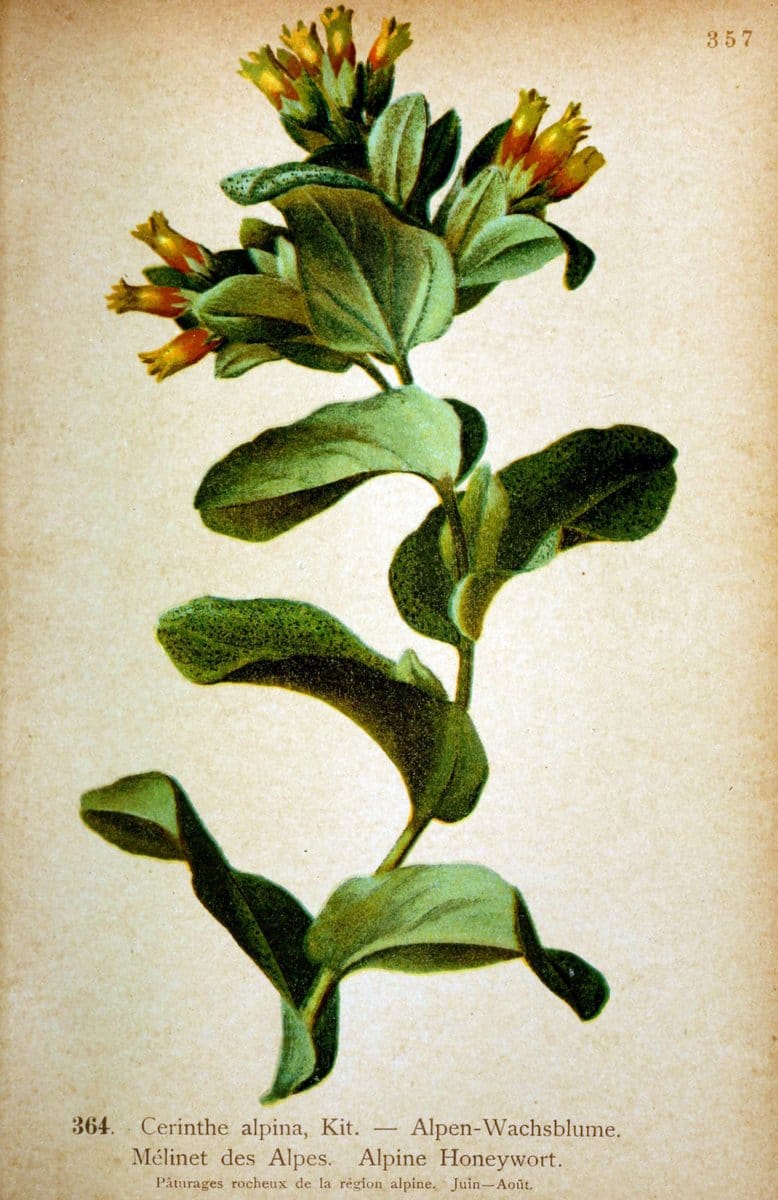 Atlas de la flora alpine 4.GenÃ¨ve,Georg & Co.,1899. | "Mountain plants" Plants Switzerland  | Vintage Print Reproduction 458433