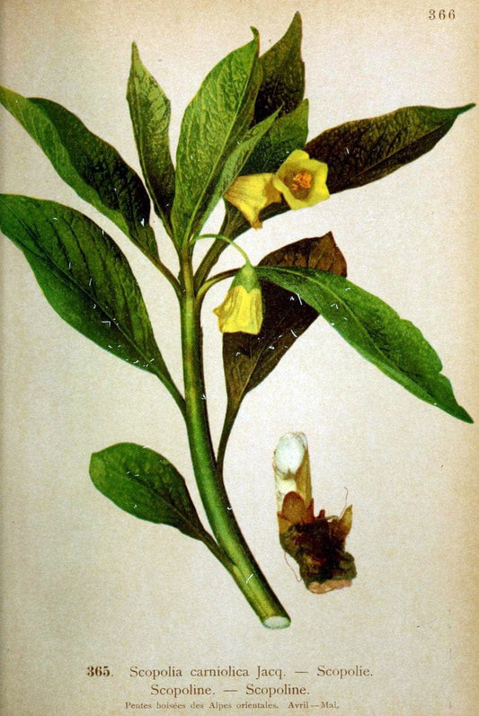 Atlas de la flora alpine 4.GenÃ¨ve,Georg & Co.,1899. | "Mountain plants" Plants Switzerland  | Vintage Print Reproduction 458434