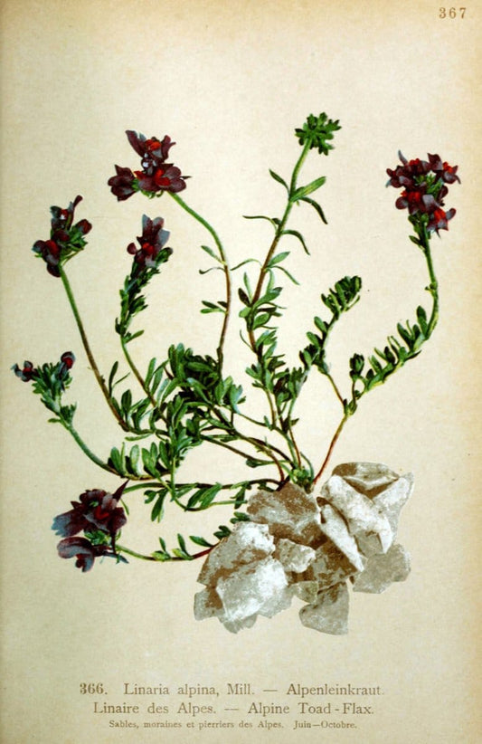 Atlas de la flora alpine 4.GenÃ¨ve,Georg & Co.,1899. | "Mountain plants" Plants Switzerland  | Vintage Print Reproduction 458435