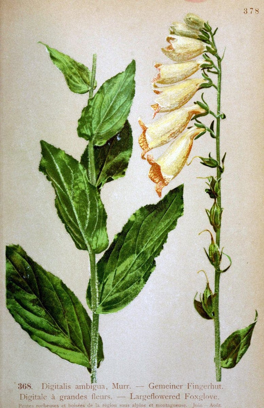 Atlas de la flora alpine 4.GenÃ¨ve,Georg & Co.,1899. | "Mountain plants" Plants Switzerland  | Vintage Print Reproduction 458437