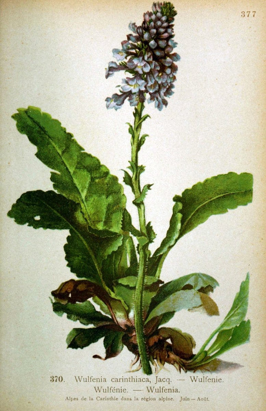 Atlas de la flora alpine 4.GenÃ¨ve,Georg & Co.,1899. | "Mountain plants" Plants Switzerland  | Vintage Print Reproduction 458439