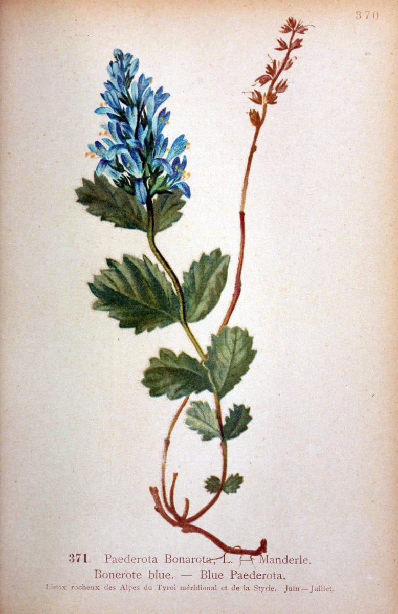Atlas de la flora alpine 4.GenÃ¨ve,Georg & Co.,1899. | "Mountain plants" Plants Switzerland  | Vintage Print Reproduction 458440