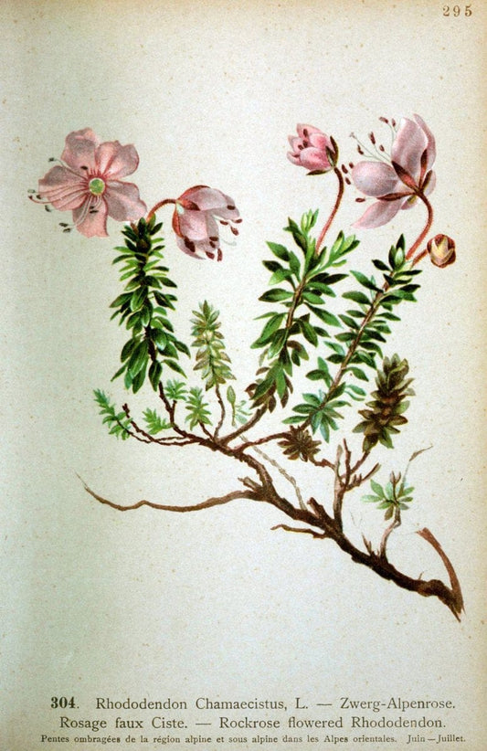 Atlas de la flora alpine 4.GenÃ¨ve,Georg & Co.,1899. | "Mountain plants" Plants Switzerland  | Vintage Print Reproduction 458441