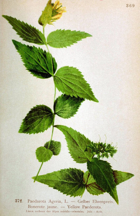 Atlas de la flora alpine 4.GenÃ¨ve,Georg & Co.,1899. | "Mountain plants" Plants Switzerland  | Vintage Print Reproduction 458442