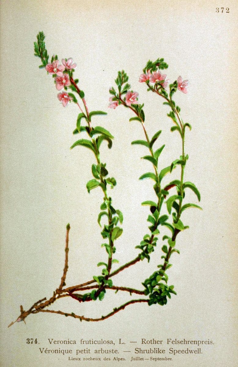Atlas de la flora alpine 4.GenÃ¨ve,Georg & Co.,1899. | "Mountain plants" Plants Switzerland  | Vintage Print Reproduction 458444