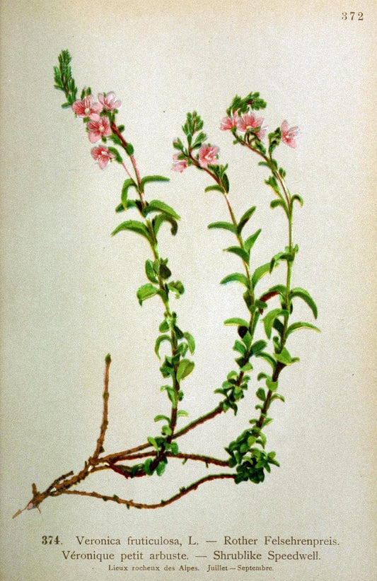 Atlas de la flora alpine 4.GenÃ¨ve,Georg & Co.,1899. | "Mountain plants" Plants Switzerland  | Vintage Print Reproduction 458444