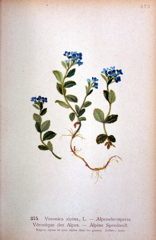 Atlas de la flora alpine 4.GenÃ¨ve,Georg & Co.,1899. | "Mountain plants" Plants Switzerland  | Vintage Print Reproduction 458445
