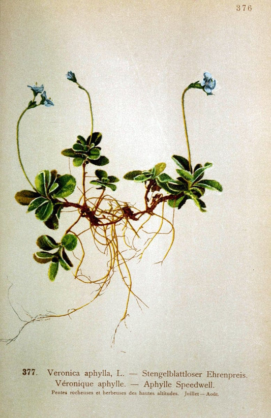 Atlas de la flora alpine 4.GenÃ¨ve,Georg & Co.,1899. | "Mountain plants" Plants Switzerland  | Vintage Print Reproduction 458447
