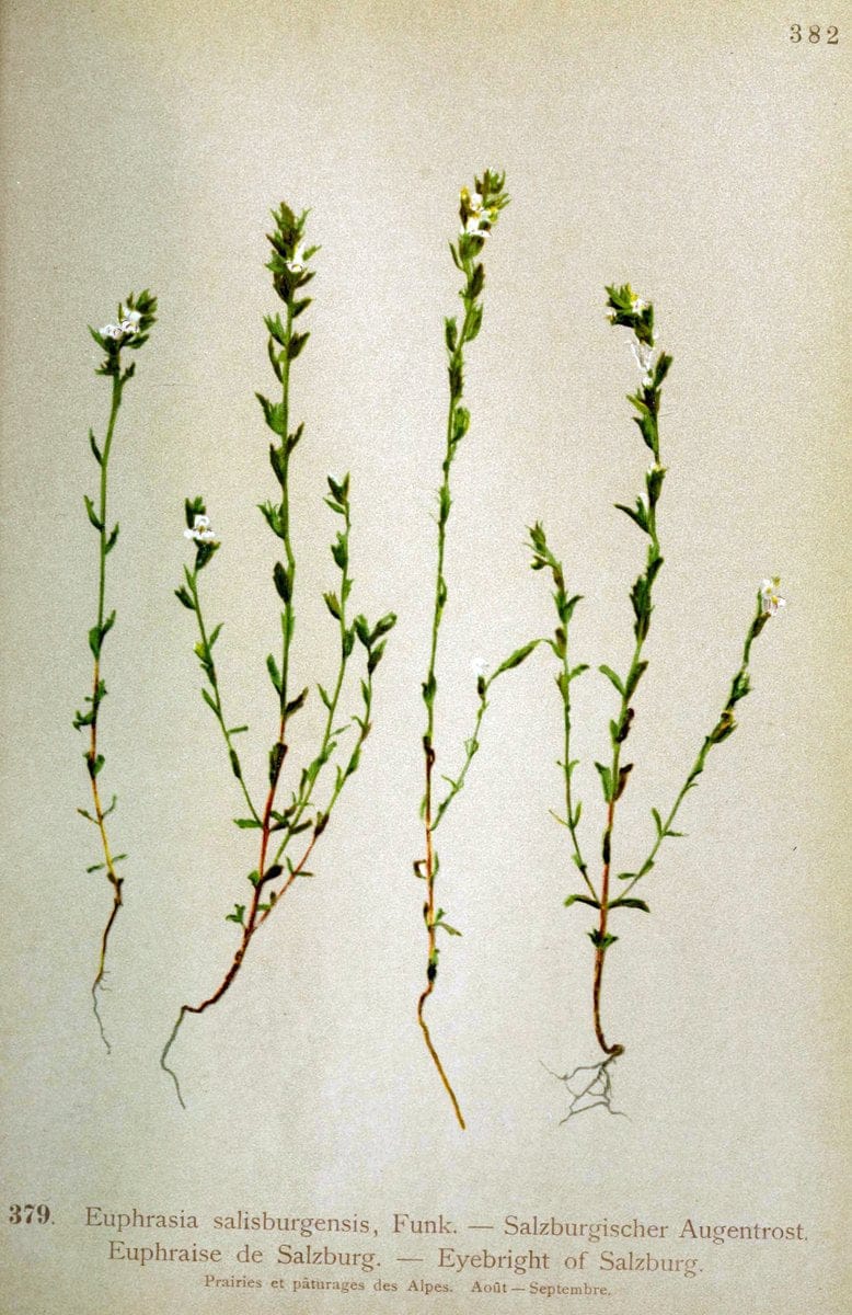Atlas de la flora alpine 4.GenÃ¨ve,Georg & Co.,1899. | "Mountain plants" Plants Switzerland  | Vintage Print Reproduction 458449