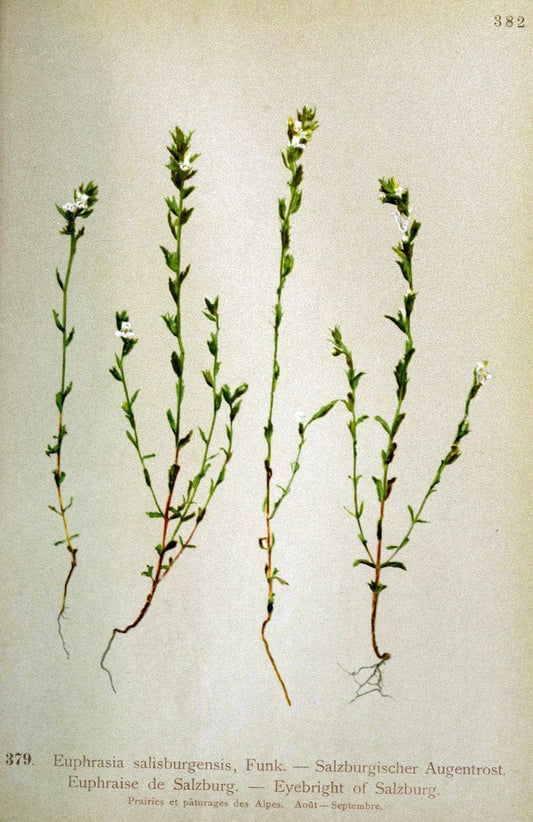 Atlas de la flora alpine 4.GenÃ¨ve,Georg & Co.,1899. | "Mountain plants" Plants Switzerland  | Vintage Print Reproduction 458449