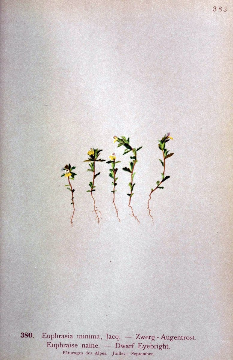 Atlas de la flora alpine 4.GenÃ¨ve,Georg & Co.,1899. | "Mountain plants" Plants Switzerland  | Vintage Print Reproduction 458450