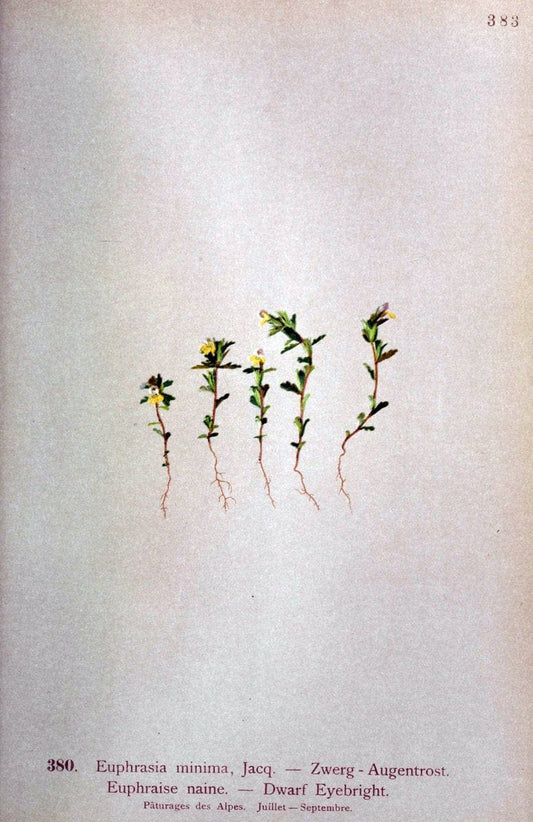 Atlas de la flora alpine 4.GenÃ¨ve,Georg & Co.,1899. | "Mountain plants" Plants Switzerland  | Vintage Print Reproduction 458450
