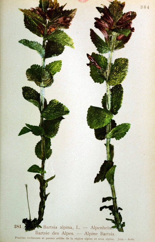 Atlas de la flora alpine 4.GenÃ¨ve,Georg & Co.,1899. | "Mountain plants" Plants Switzerland  | Vintage Print Reproduction 458451