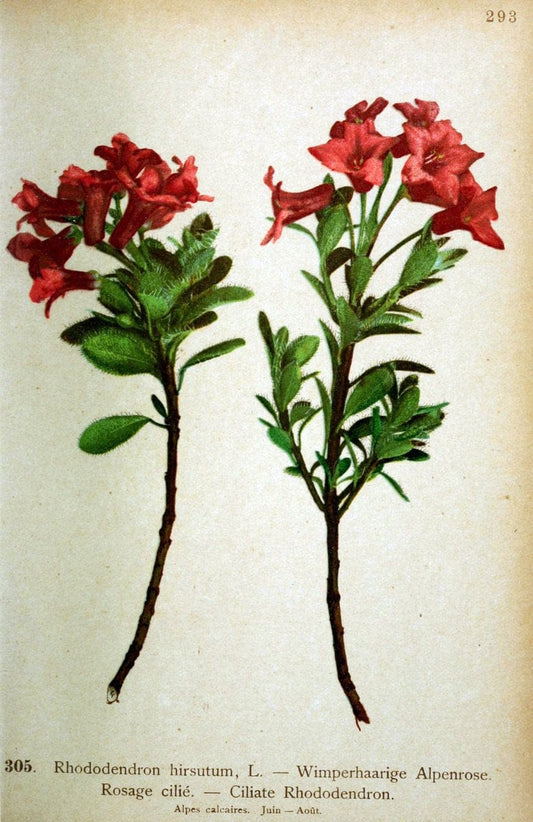 Atlas de la flora alpine 4.GenÃ¨ve,Georg & Co.,1899. | "Mountain plants" Plants Switzerland  | Vintage Print Reproduction 458452