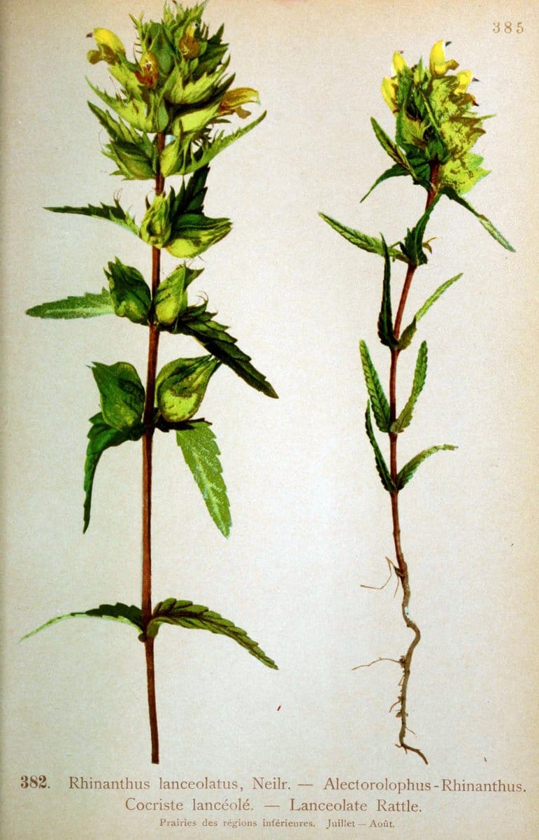 Atlas de la flora alpine 4.GenÃ¨ve,Georg & Co.,1899. | "Mountain plants" Plants Switzerland  | Vintage Print Reproduction 458453