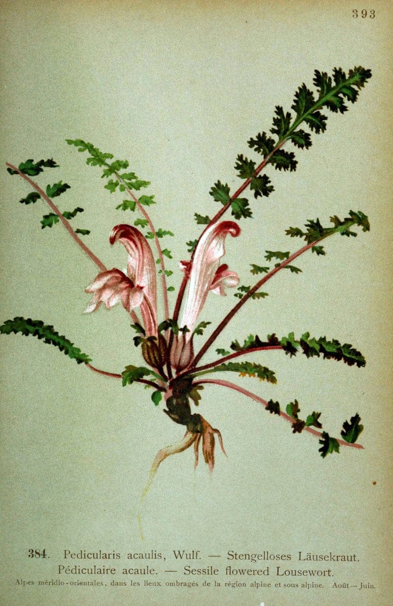 Atlas de la flora alpine 4.GenÃ¨ve,Georg & Co.,1899. | "Mountain plants" Plants Switzerland  | Vintage Print Reproduction 458455